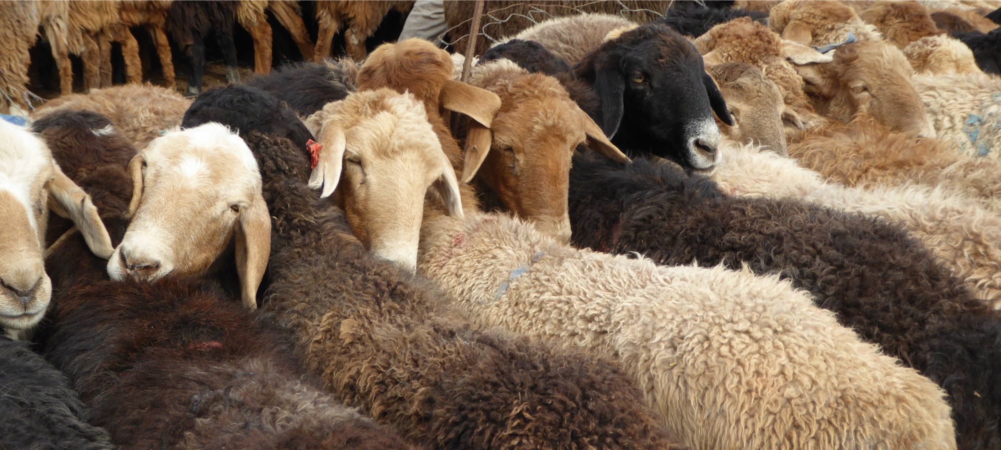 Kashgar Livestock Market